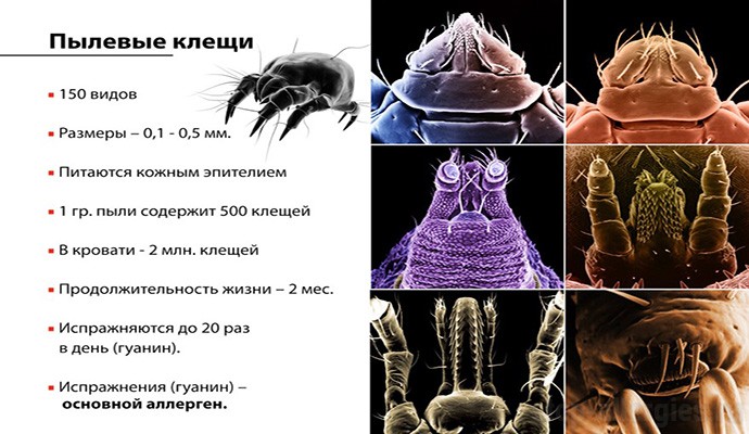 Аллергия на клещи - Как вылечить аллергию Аллергия на клещи - Как вылечить аллергию