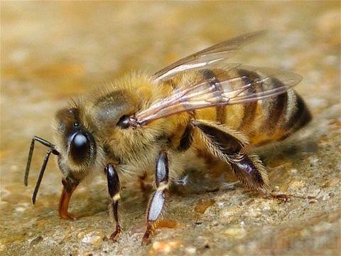 Как вылечить аллергию на пчелиный яд thumbnail