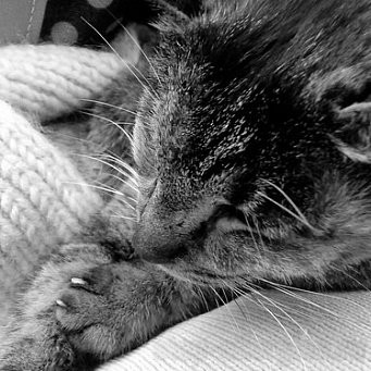 Народные средства лечения котов и кошек thumbnail