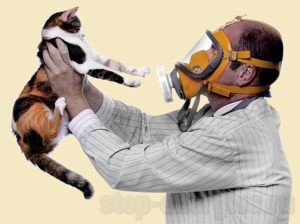 Как вылечить аллергию на своих кошек